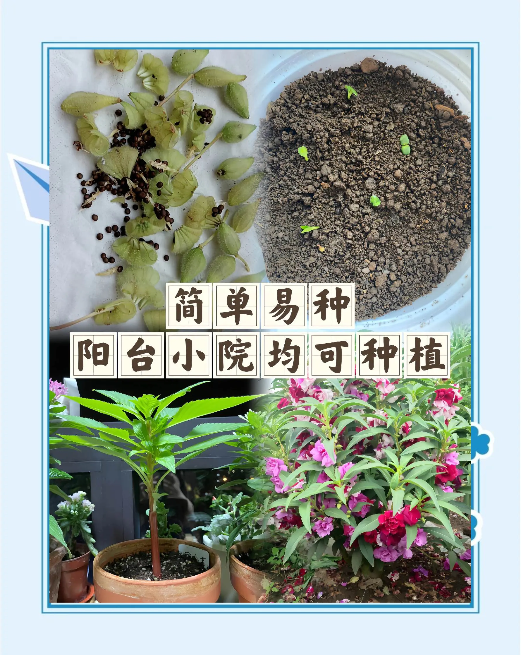 凤仙花施肥(凤仙花施肥周期)