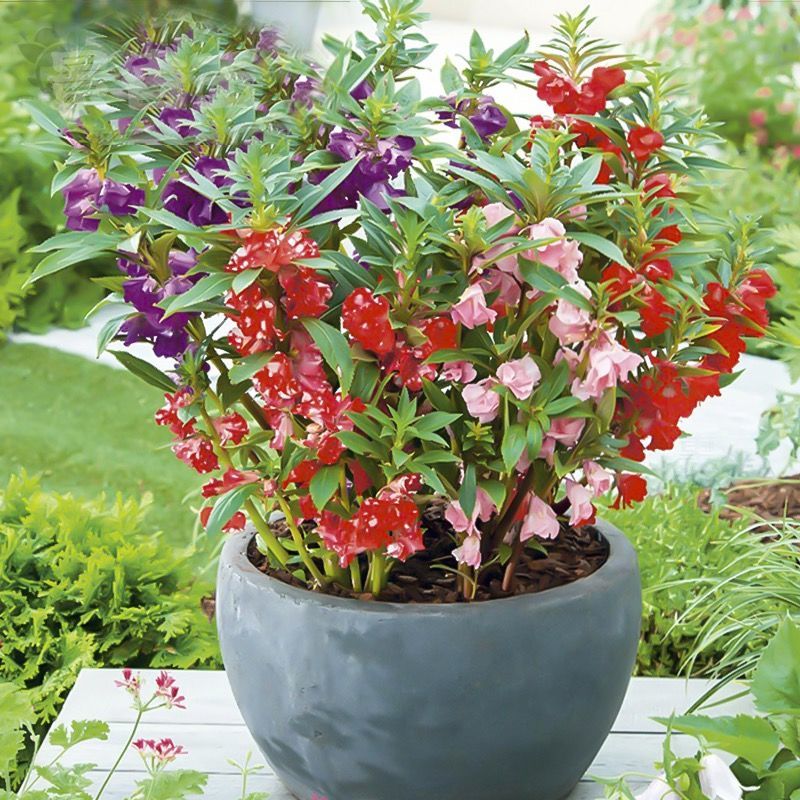 凤仙花施肥(凤仙花施肥周期)