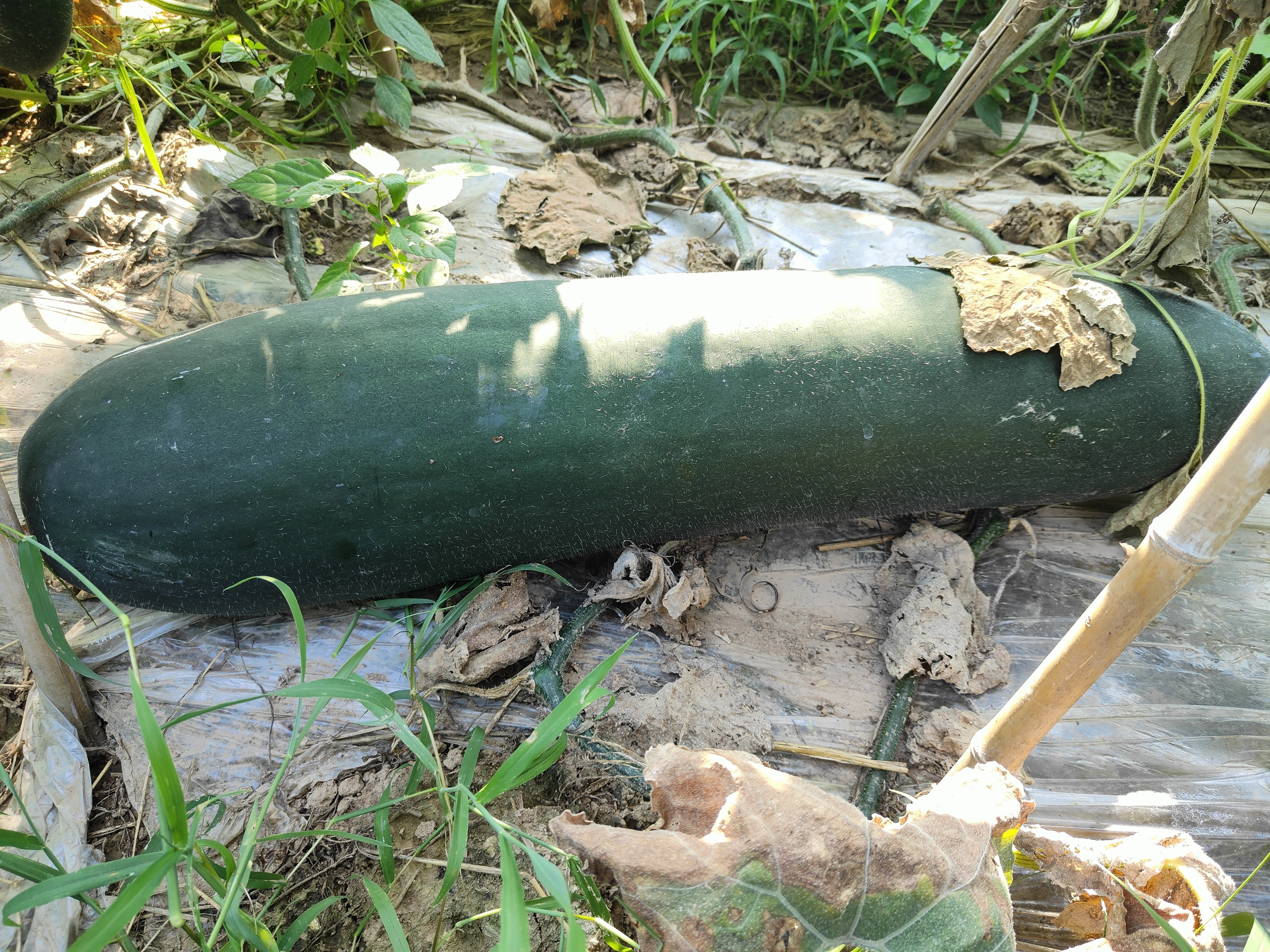 种植冬瓜用什么肥料好(种植冬瓜用什么肥料好呢)