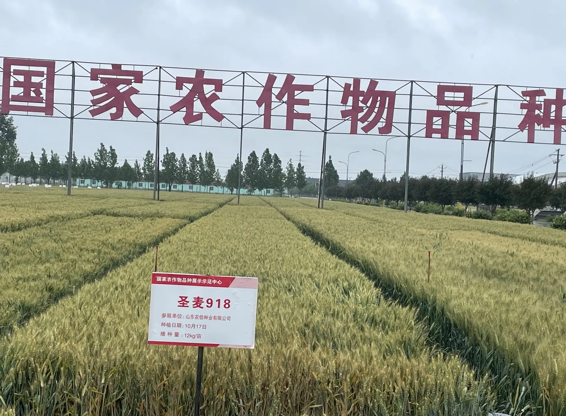 抗盐碱小麦种子哪个品种好(抗盐碱小麦种子哪个品种好些)