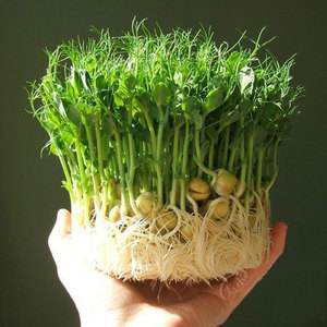 如何发芽苗菜(如何发芽苗菜种子)