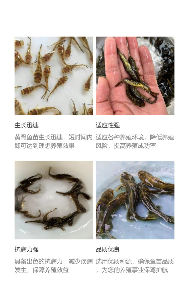 黄辣丁水产养殖(黄辣丁水产养殖方法)