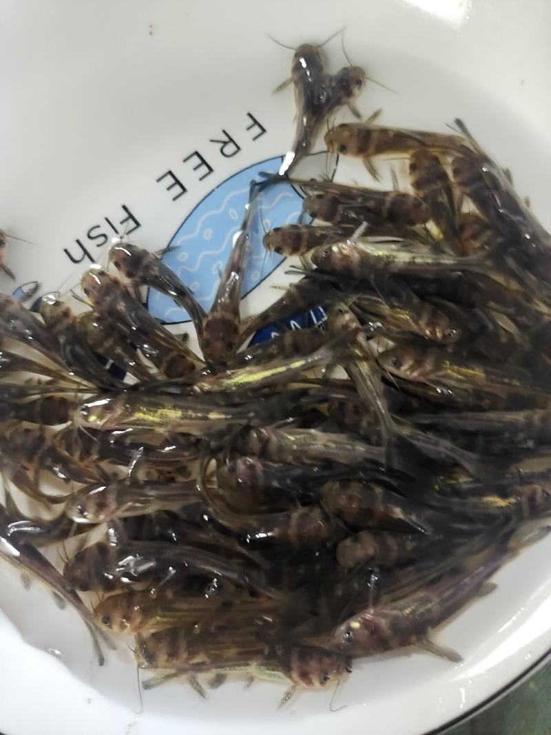 黄辣丁水产养殖(黄辣丁水产养殖方法)