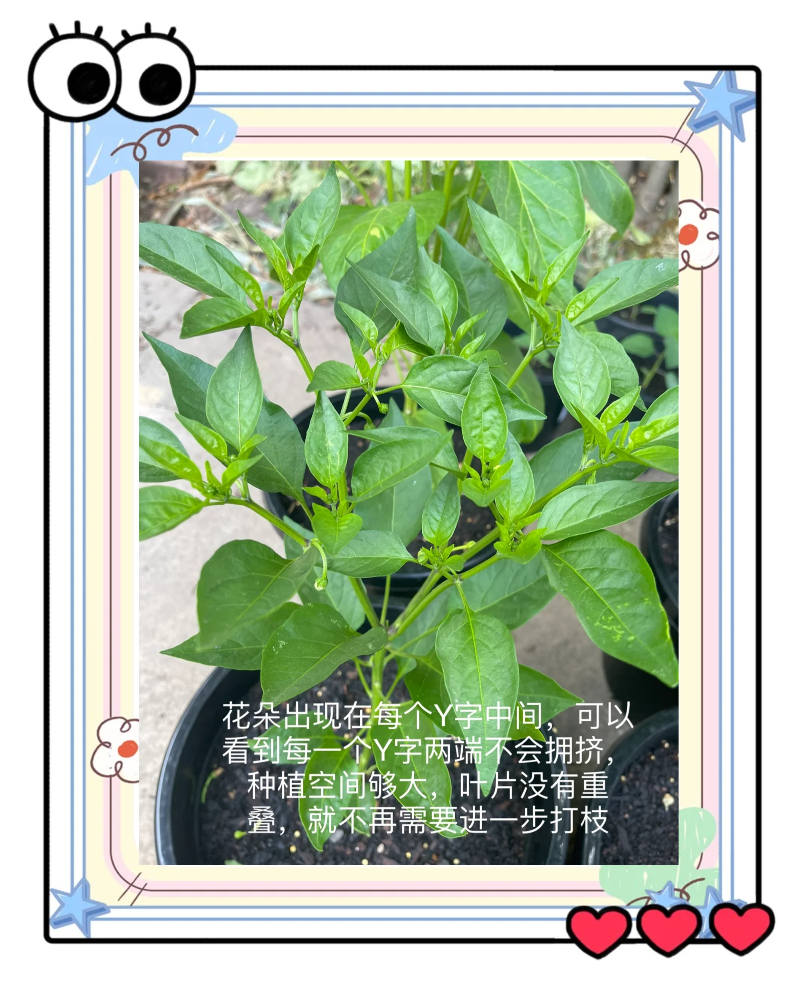 青椒种植(青椒种植温度)