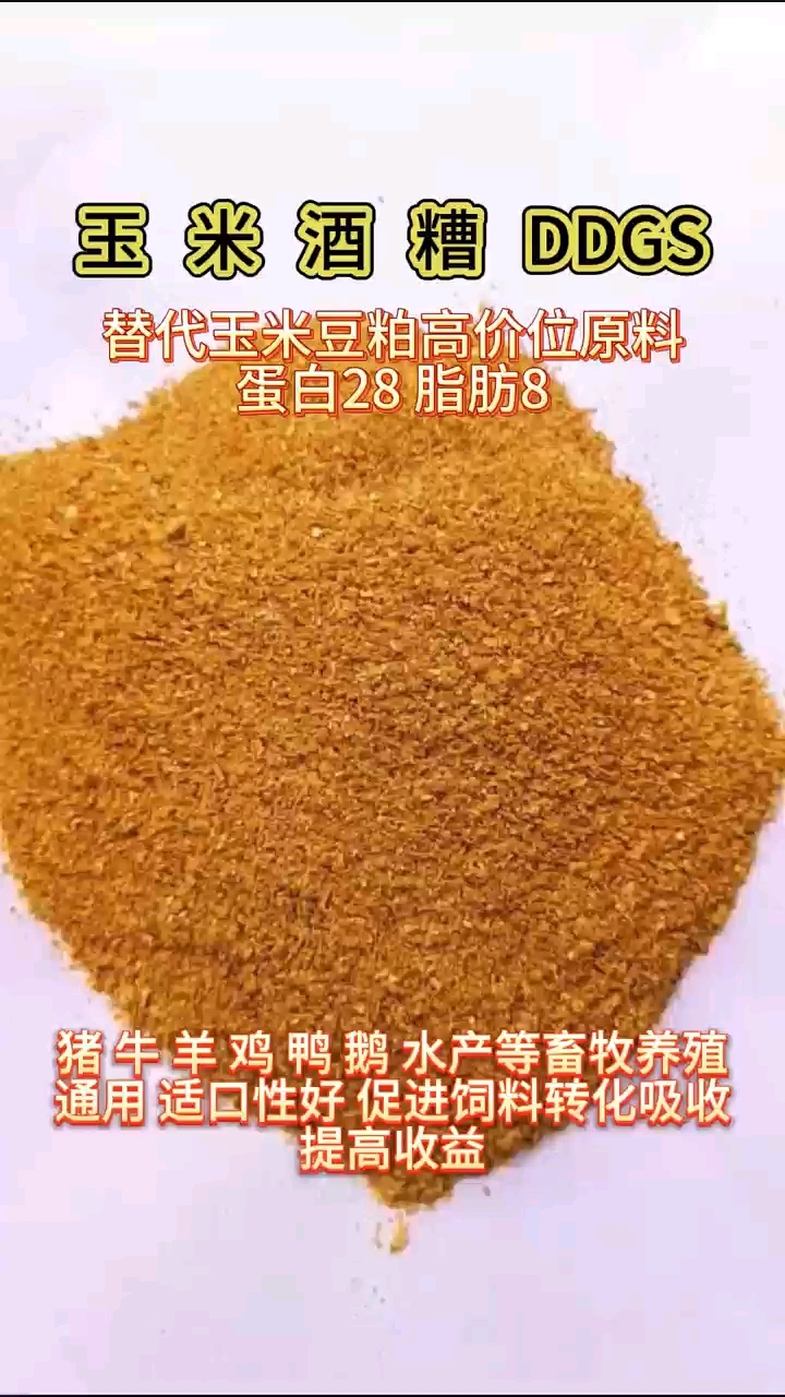 酒糟鸡养殖(酒糟养鸡有什么好处)