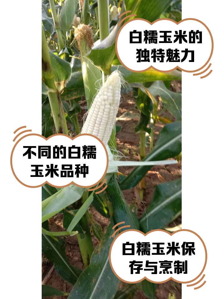 糯玉米什么时候种植最好(黑甜糯玉米什么时候种植最好)