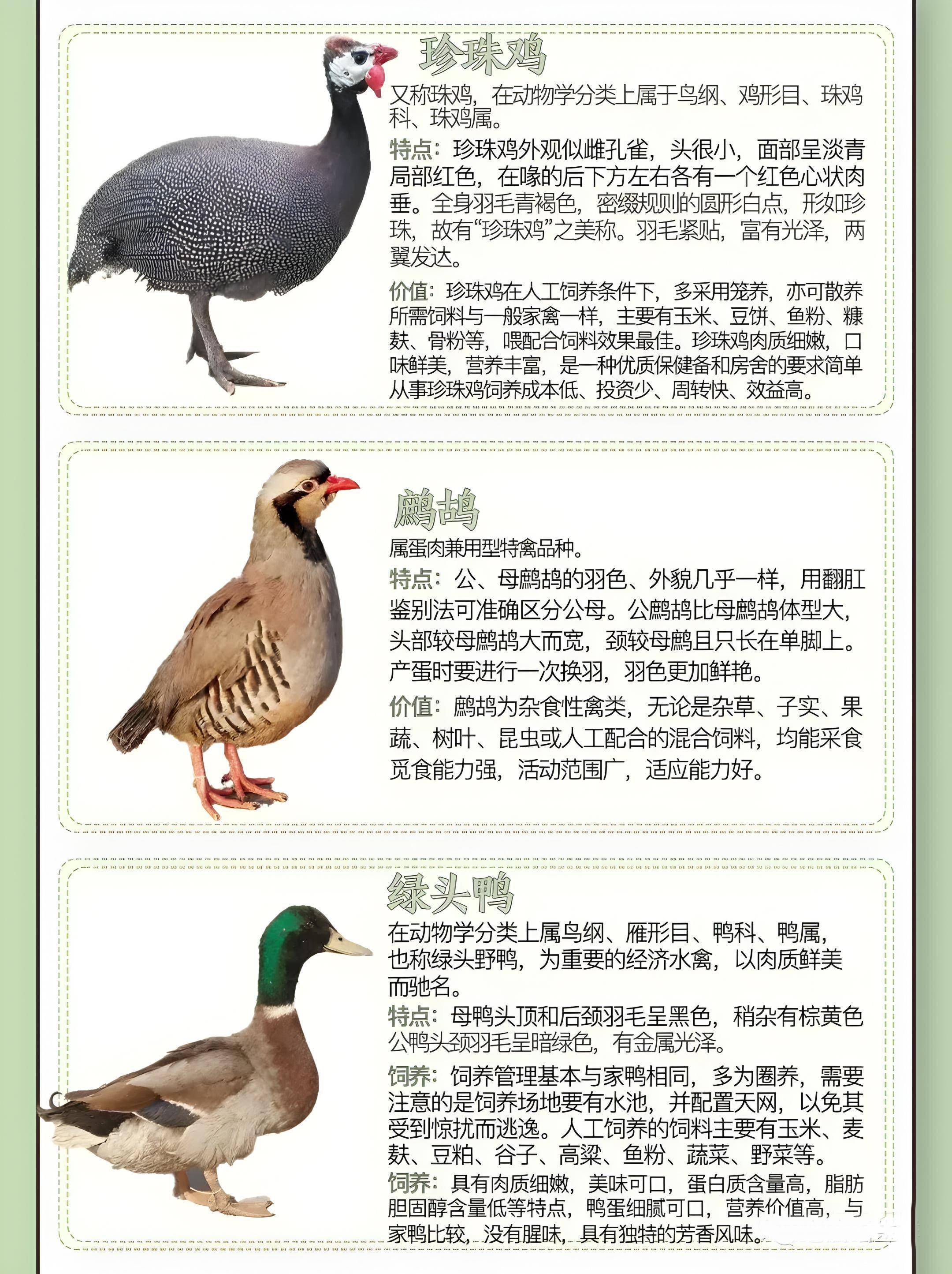 肉鸡饲养,黑水鸡幼崽怎么养,,1.24,28,低,地域词的简单介绍