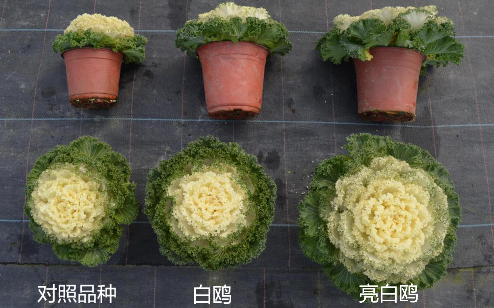 羽衣甘蓝品种图片(羽衣甘蓝品种图片及价格)
