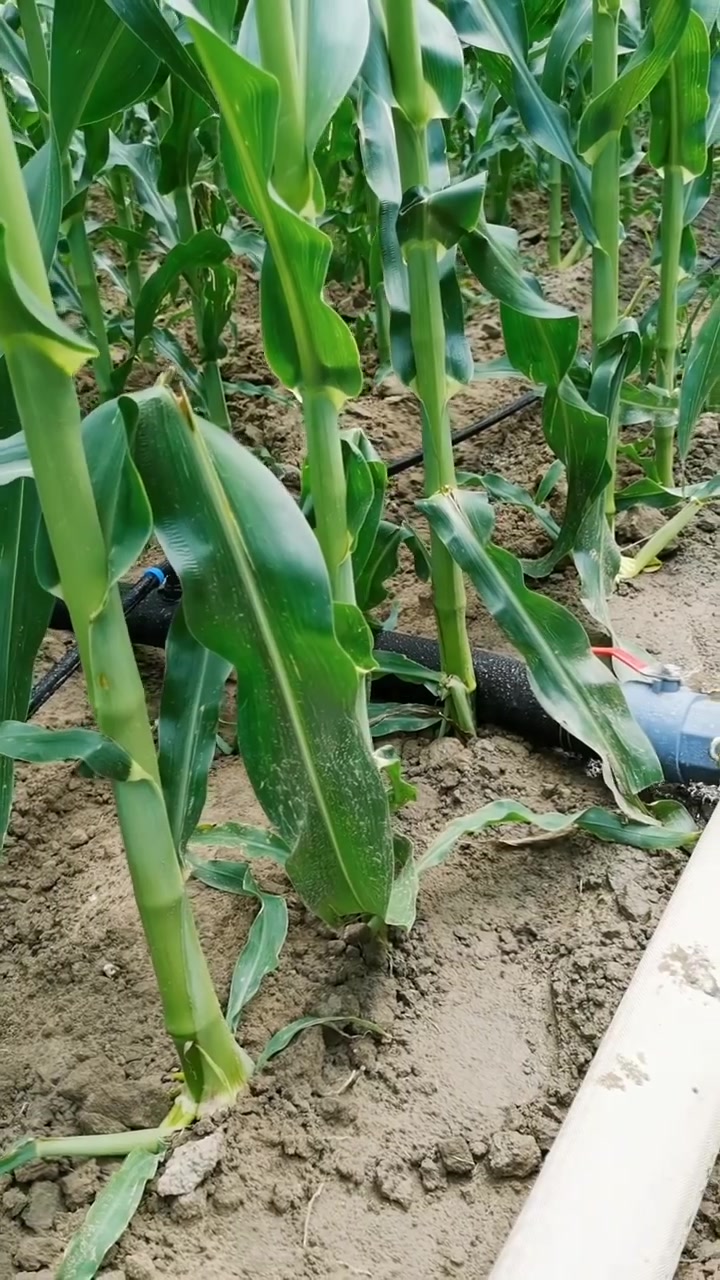 玉米滴灌种植(玉米滴灌种植行距)
