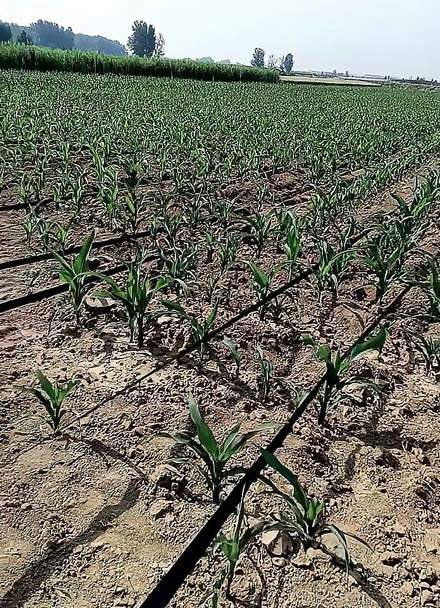 玉米滴灌种植(玉米滴灌种植行距)