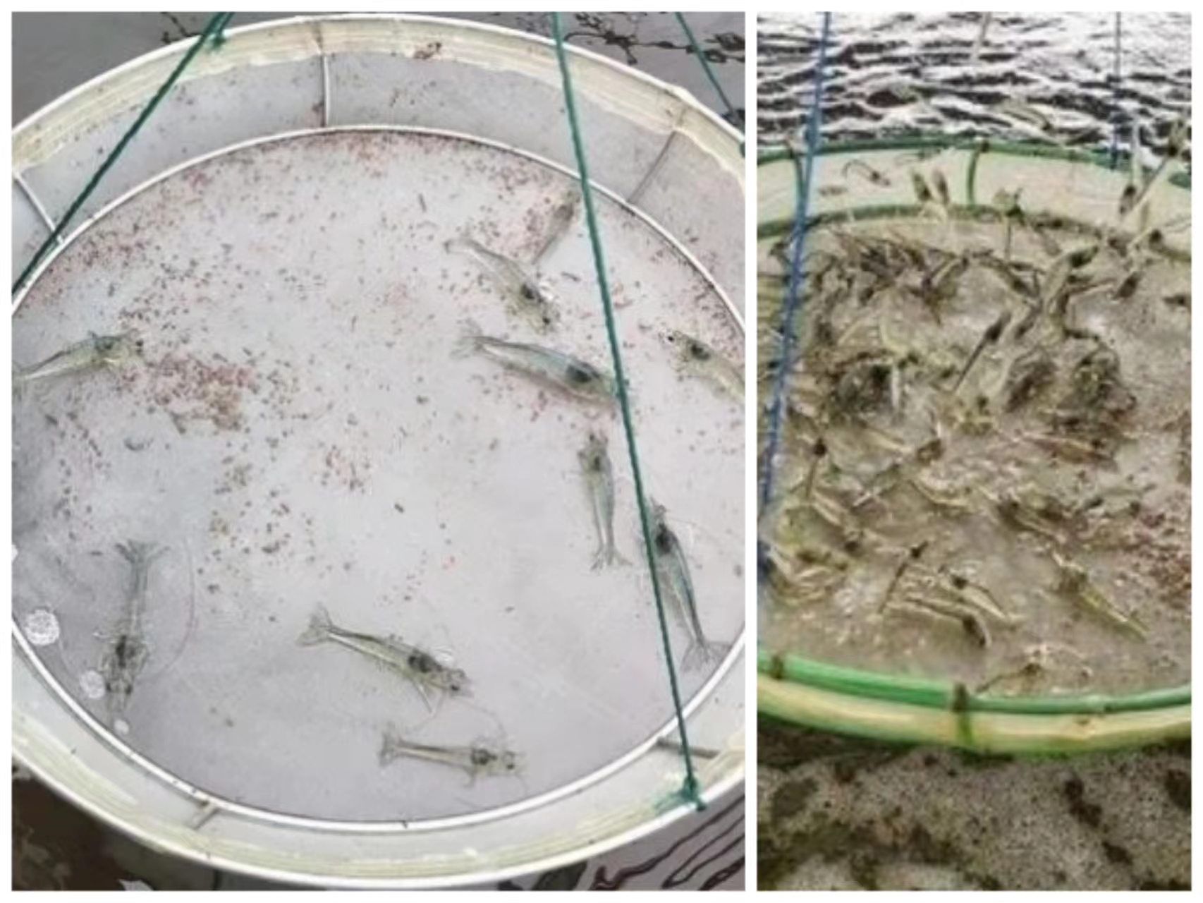 包含纯淡水养殖南美对虾技术的词条