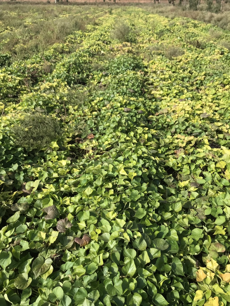 一亩地种红薯多少株(一亩地能种多少红薯出来)