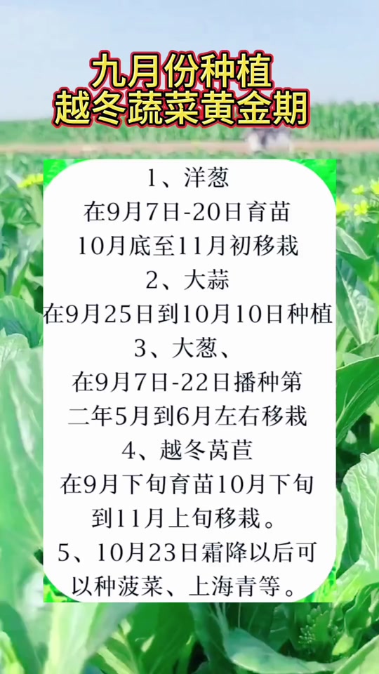如何种植莴笋(如何种植莴笋苗)