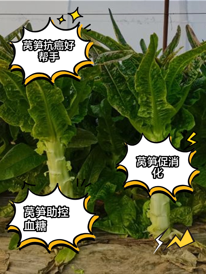 如何种植莴笋(如何种植莴笋苗)