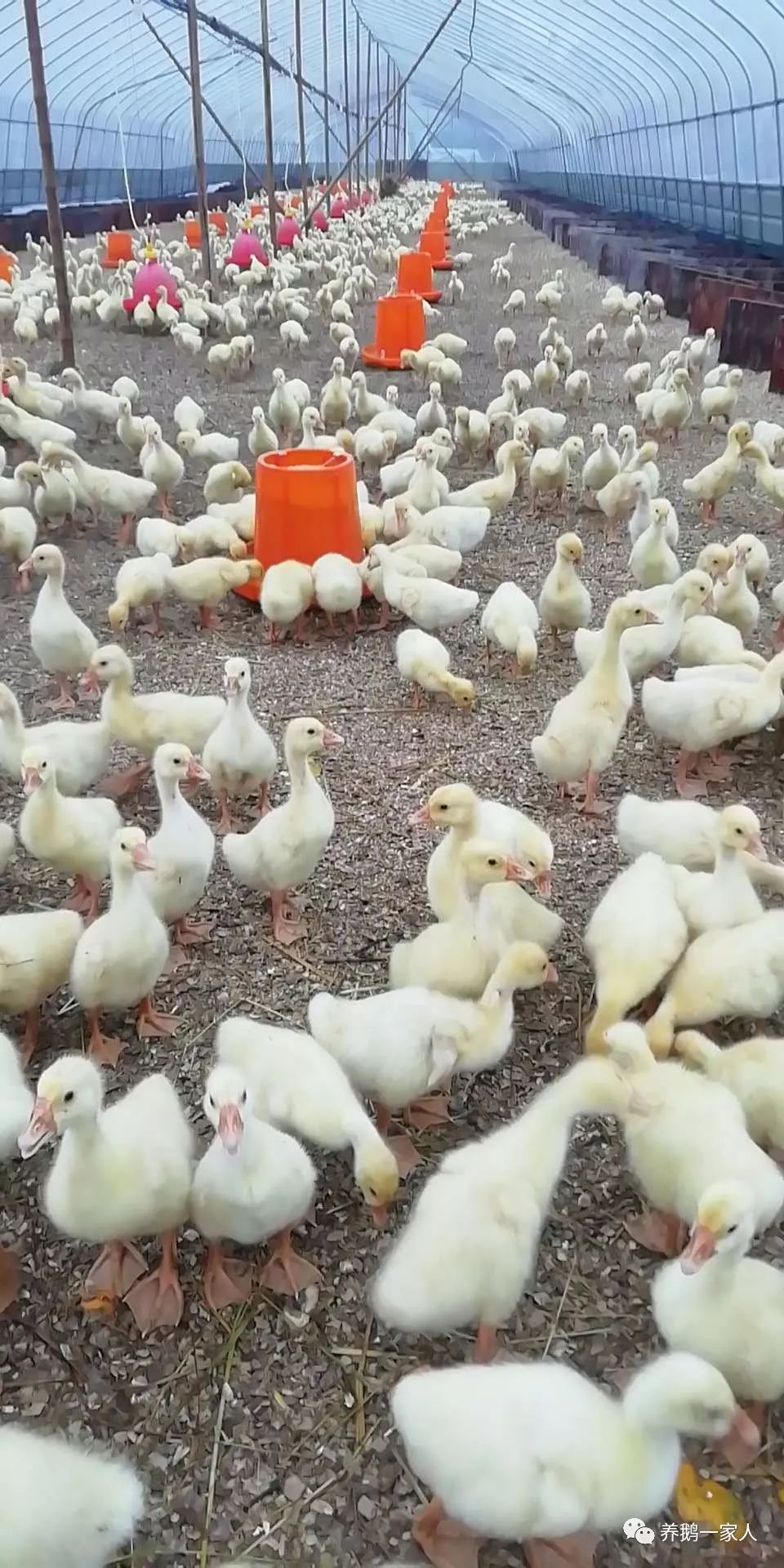 怎么养鸡鸭鹅(怎么养鸡鸭鹅视频)