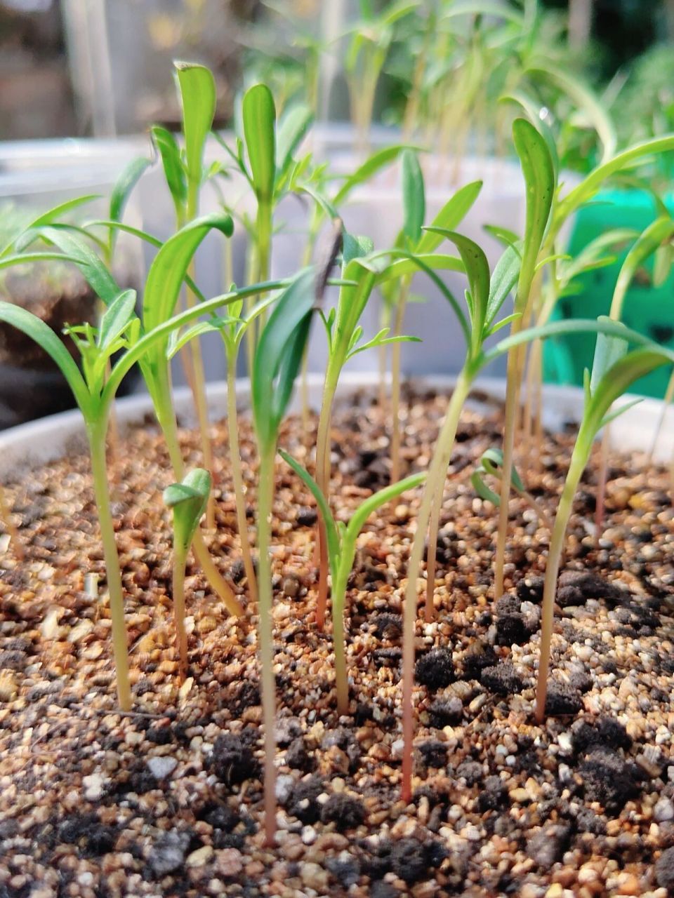 波斯菊种子的种法(波斯菊种子播种方法)