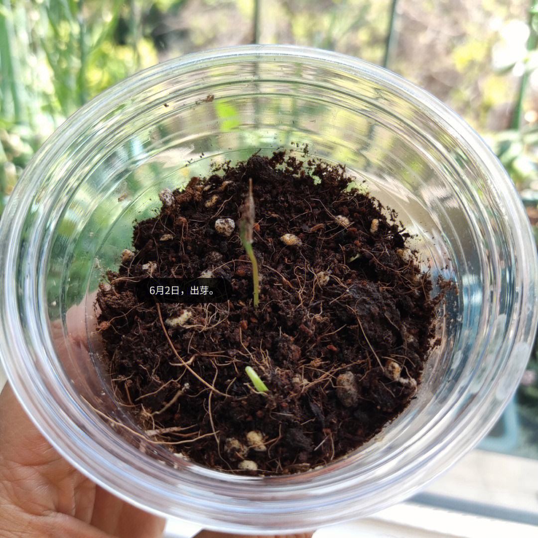 波斯菊种子的种法(波斯菊种子播种方法)