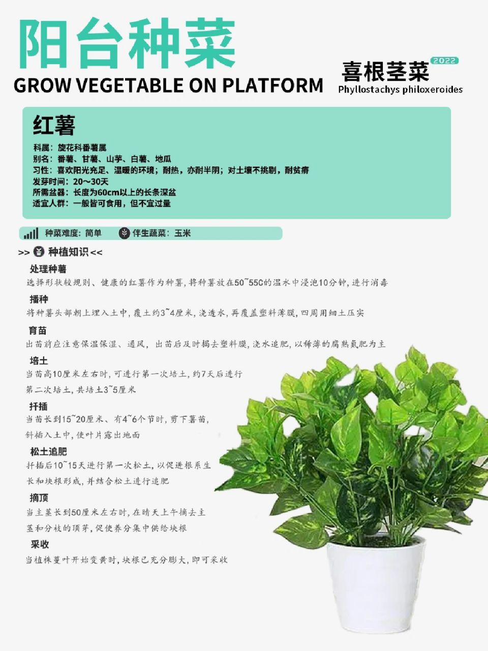 红薯播种时间(湖南红薯播种时间)