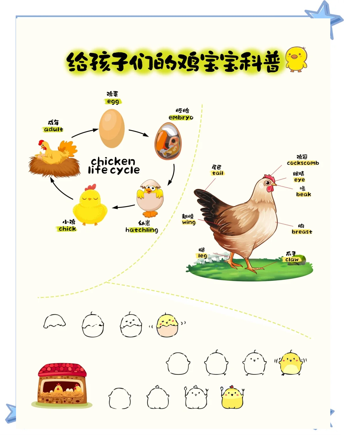 蛋鸡饲养法(蛋鸡饲养方式)