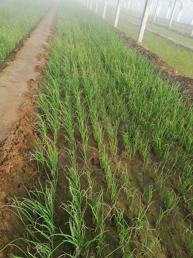 大葱种植方法大全(大葱种植方法大全视频)