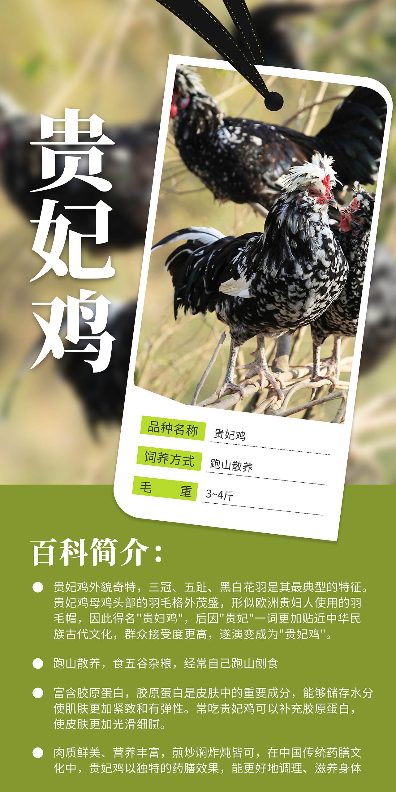关于肉鸡饲养,1969年属鸡养几条鱼好,,1.24,21,低,业务词的信息
