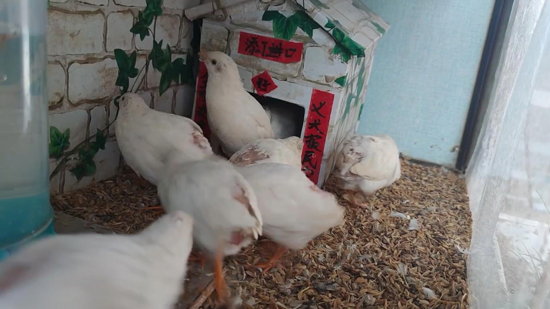 芦丁鸡家庭养殖技术(芦丁鸡家庭养殖技术与管理)