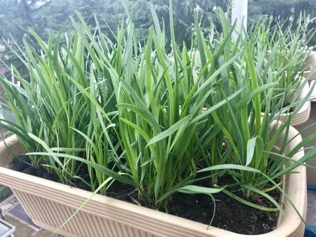 韭菜夏天可以种吗(韭菜夏天可以种吗北方)