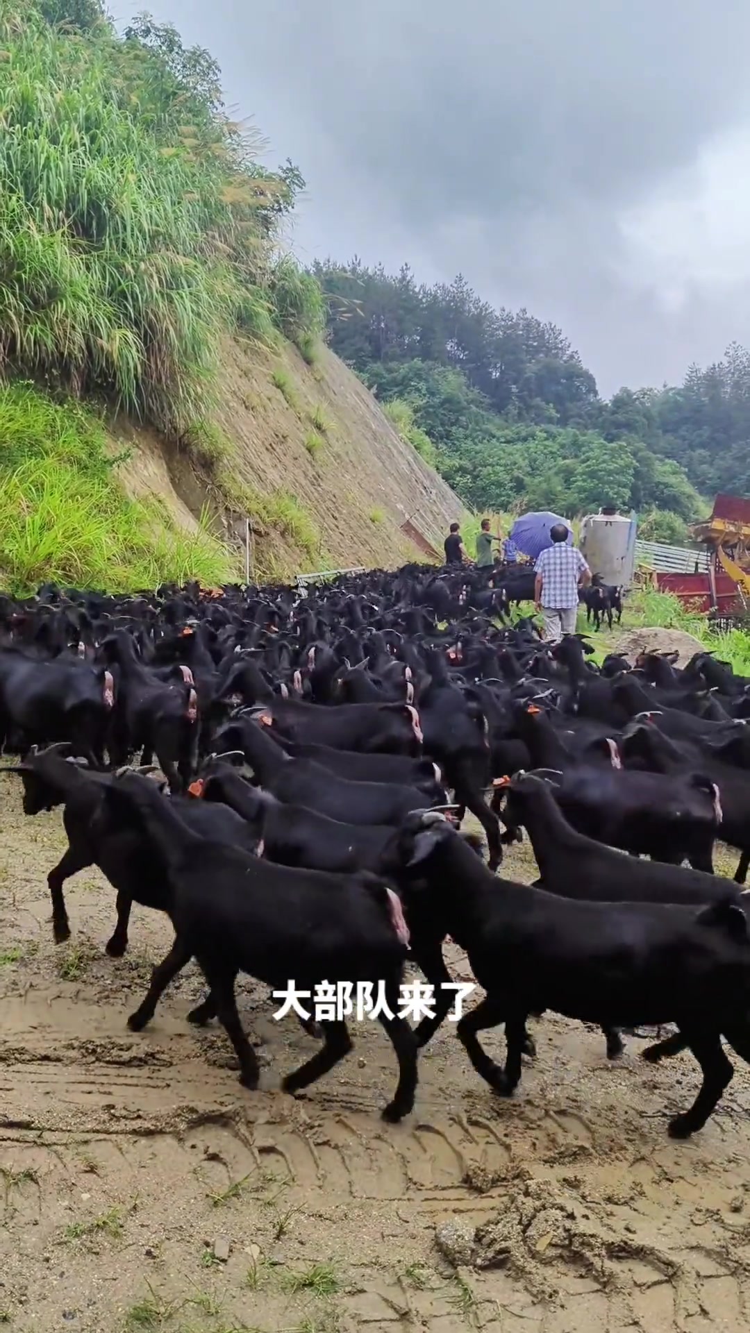 黑山羊养殖技术(黑山羊养殖技术管理)