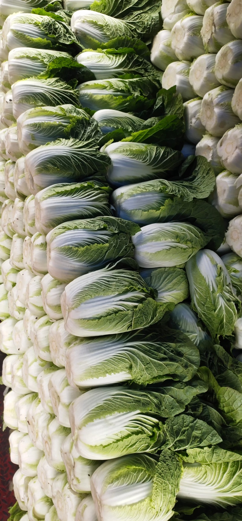 山东蔬菜(山东蔬菜之乡)