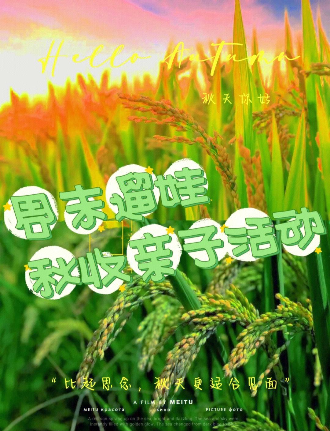 稻田种植莲蓬的技术(莲蓬种植一亩投资及效益)