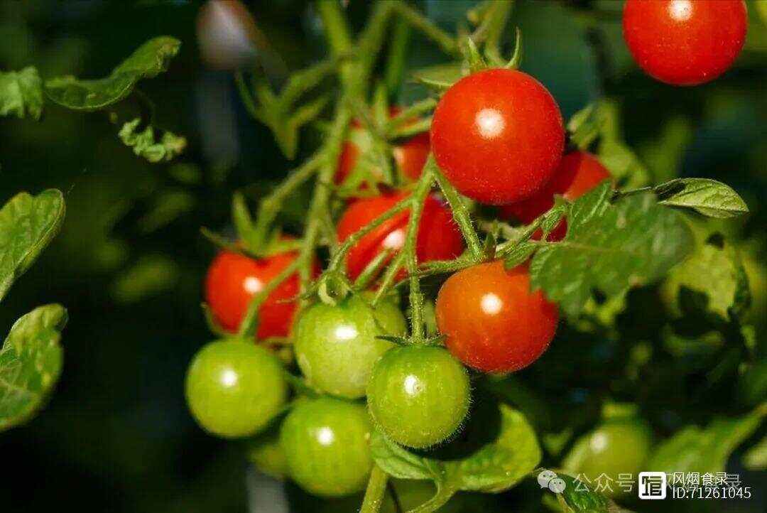 樱桃转基因(樱桃萝卜转基因)