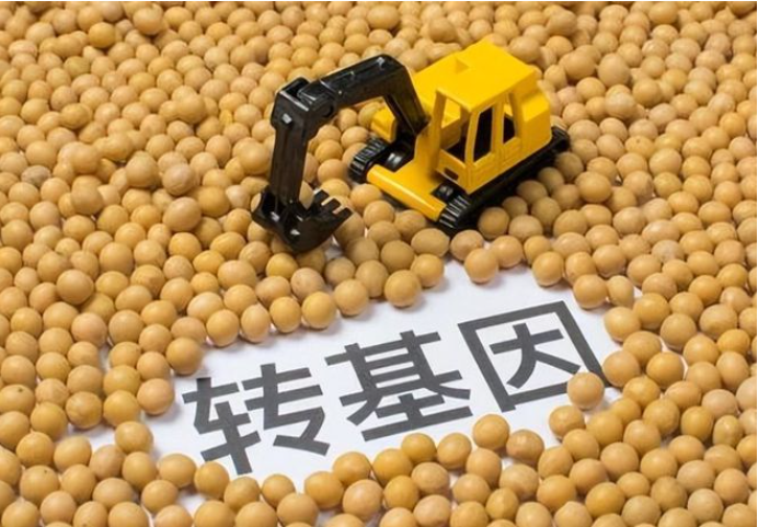 樱桃转基因(樱桃萝卜转基因)
