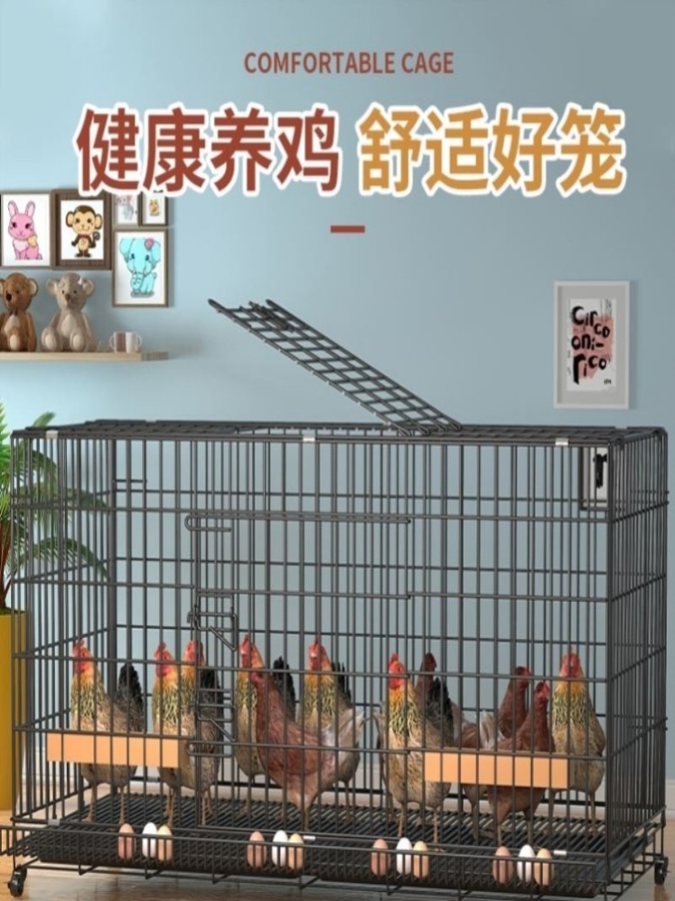 家庭养鸡的笼(家庭养鸡笼夏天降温)