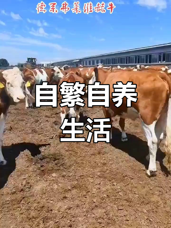 西门塔尔牛繁殖(西门塔尔牛繁殖多少年)