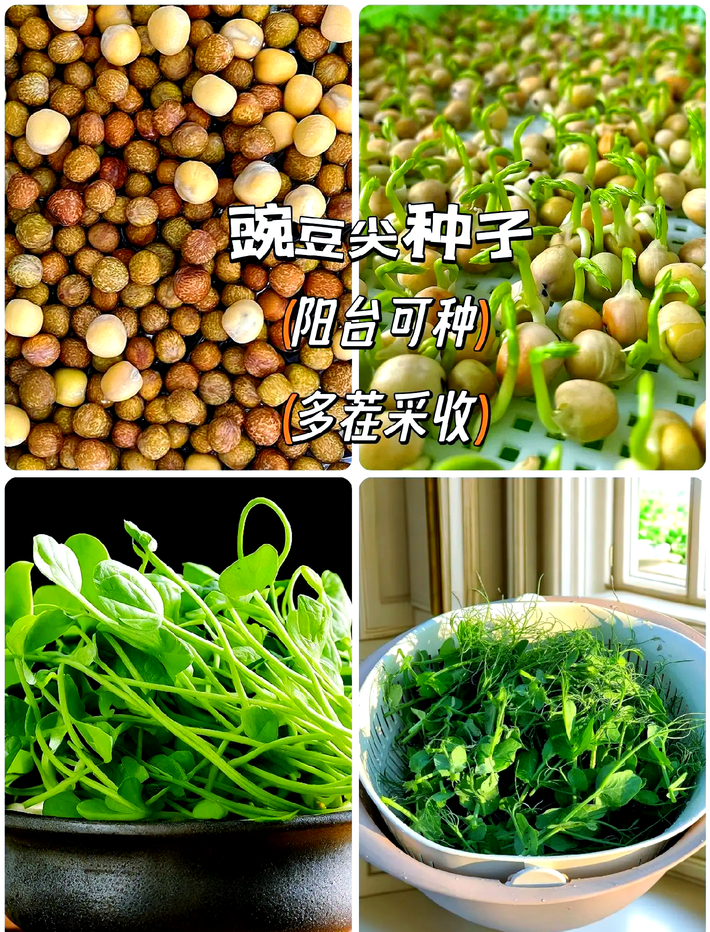 菜豌豆尖的种植方法(菜豌豆尖的种植方法视频)