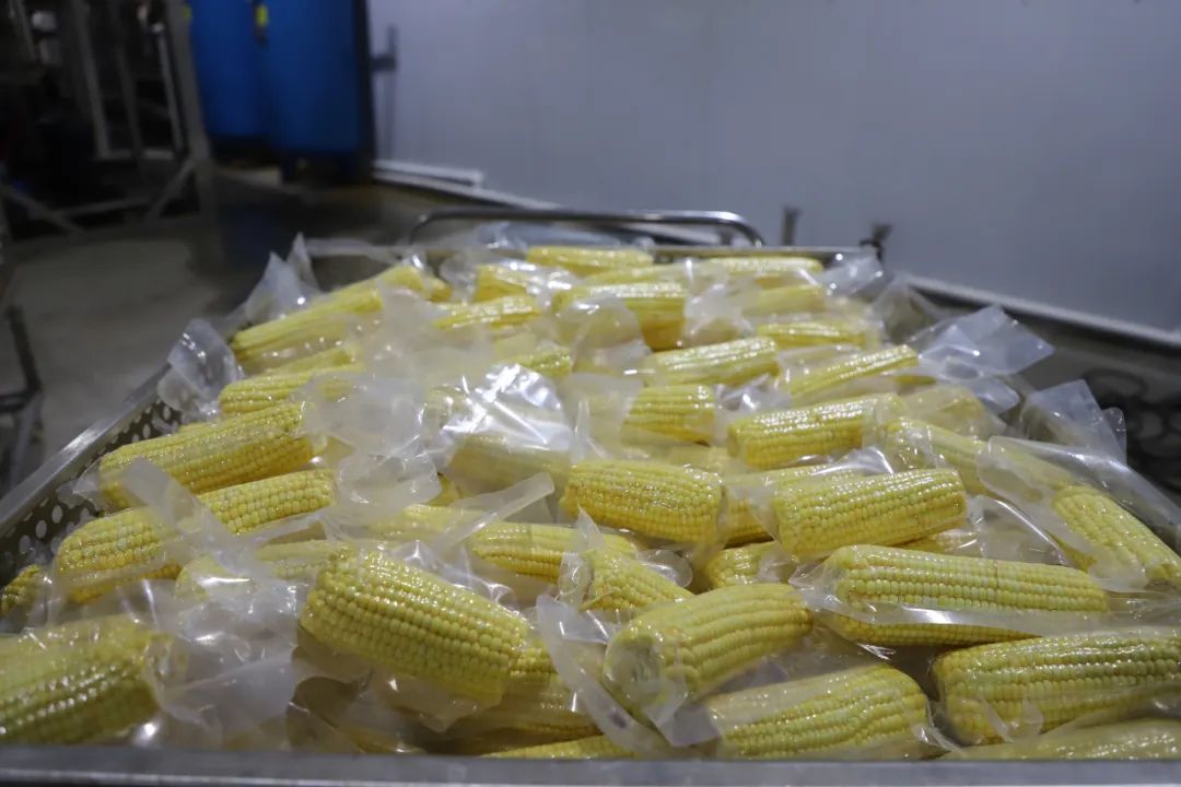 鲜食玉米加工技术(鲜食玉米加工工艺流程)