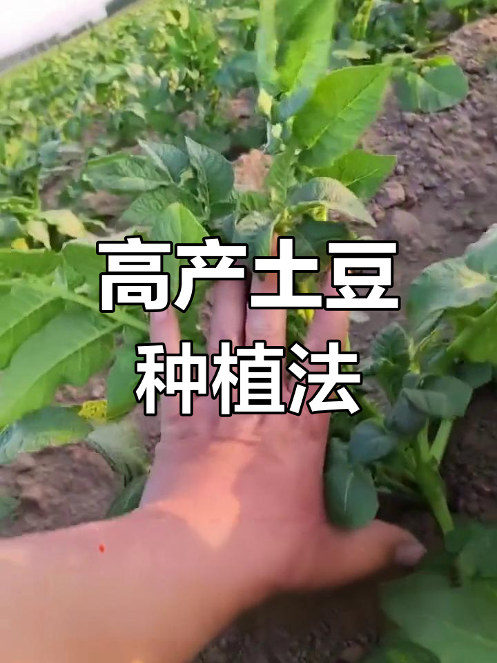 马铃薯怎样种植高产(马铃薯怎么栽培才能高产)