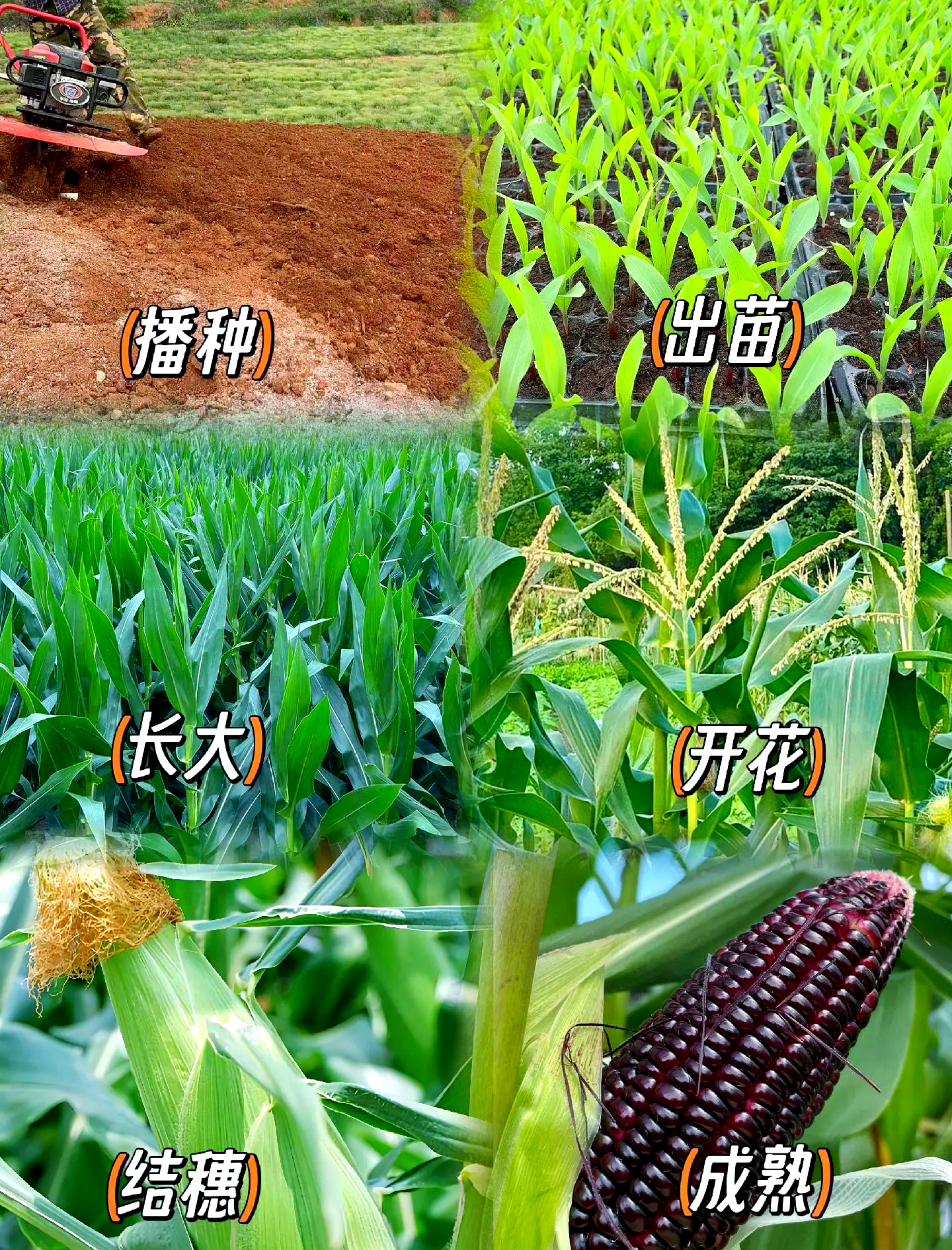五谷702玉米种子简介(五谷702玉米品种审定公告)
