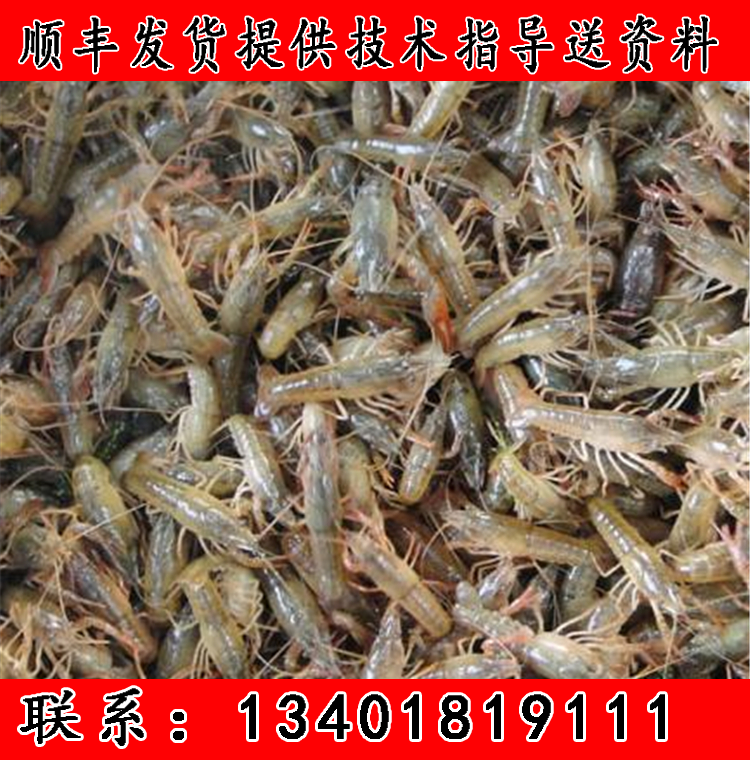淡水小龙虾养殖技术哪里学(中国水产养殖网小龙虾养殖技术)
