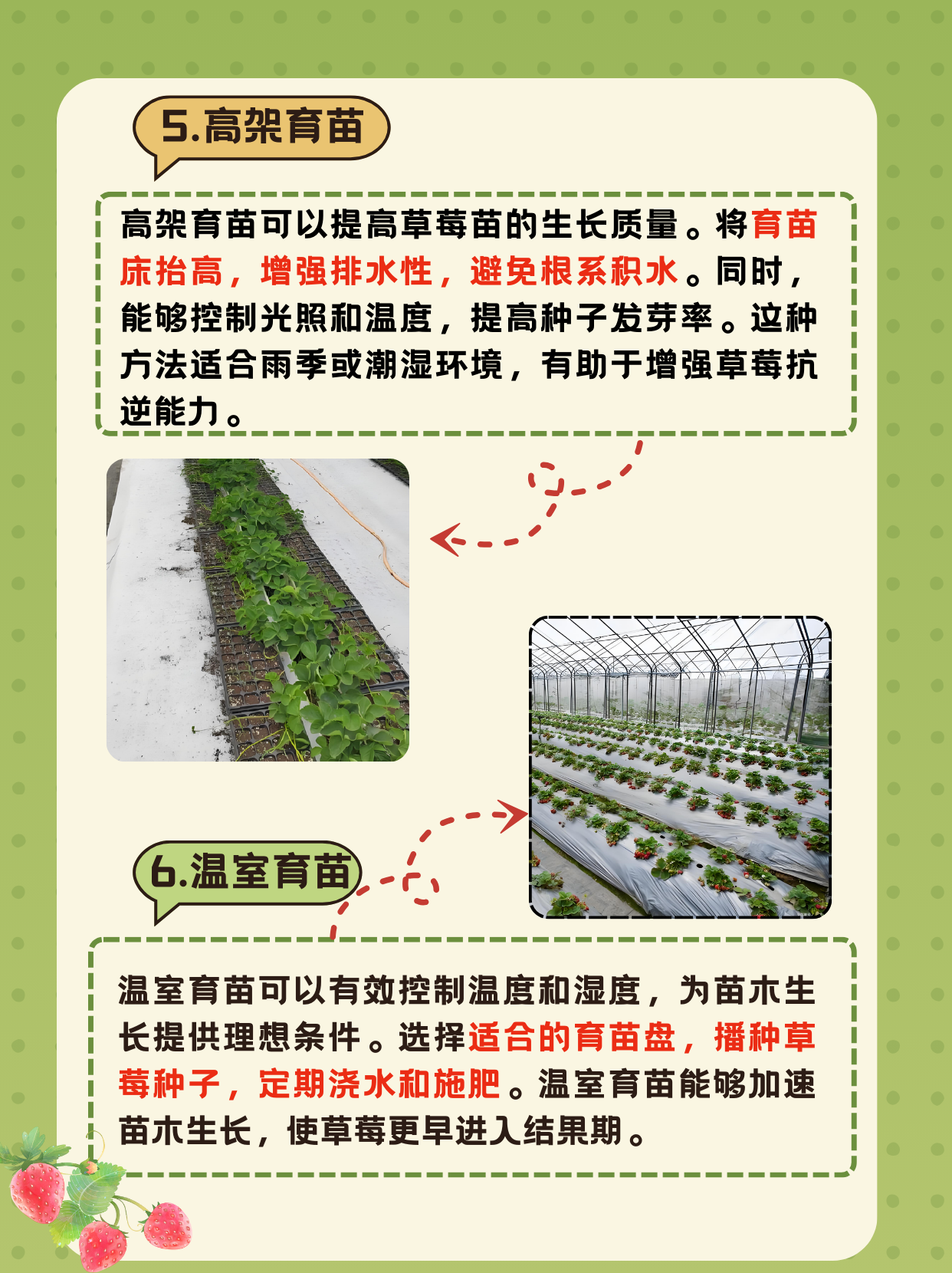 草莓种植时间和温度(草莓的种植温度和季节)