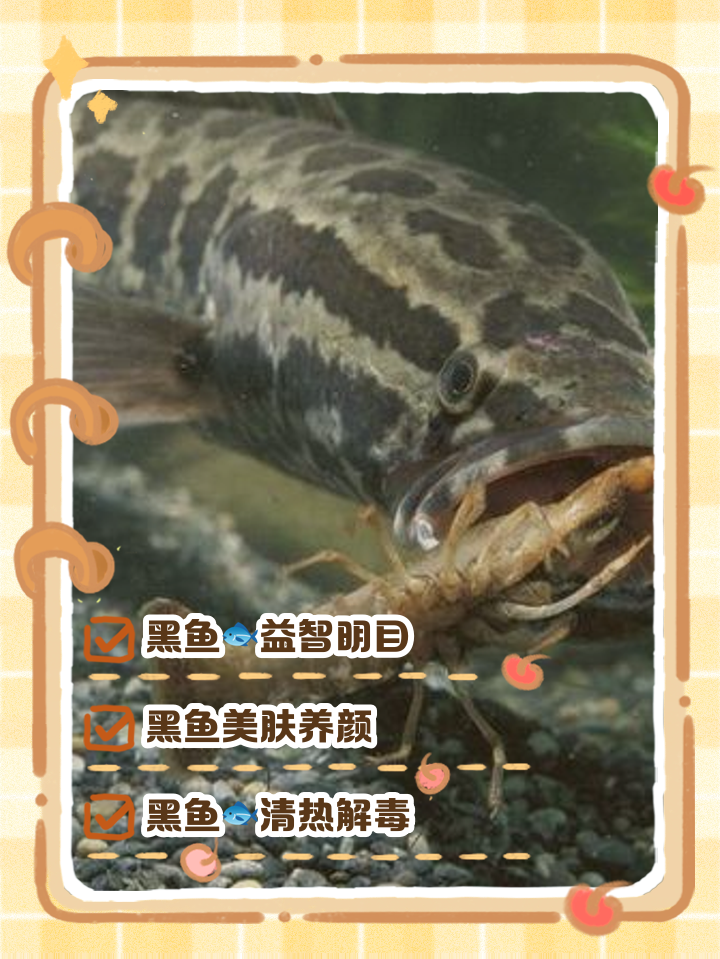 黑鱼养殖技术利润多少(黑鱼养殖技术利润多少钱)