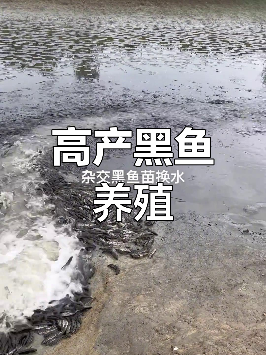 黑鱼养殖技术利润多少(黑鱼养殖技术利润多少钱)