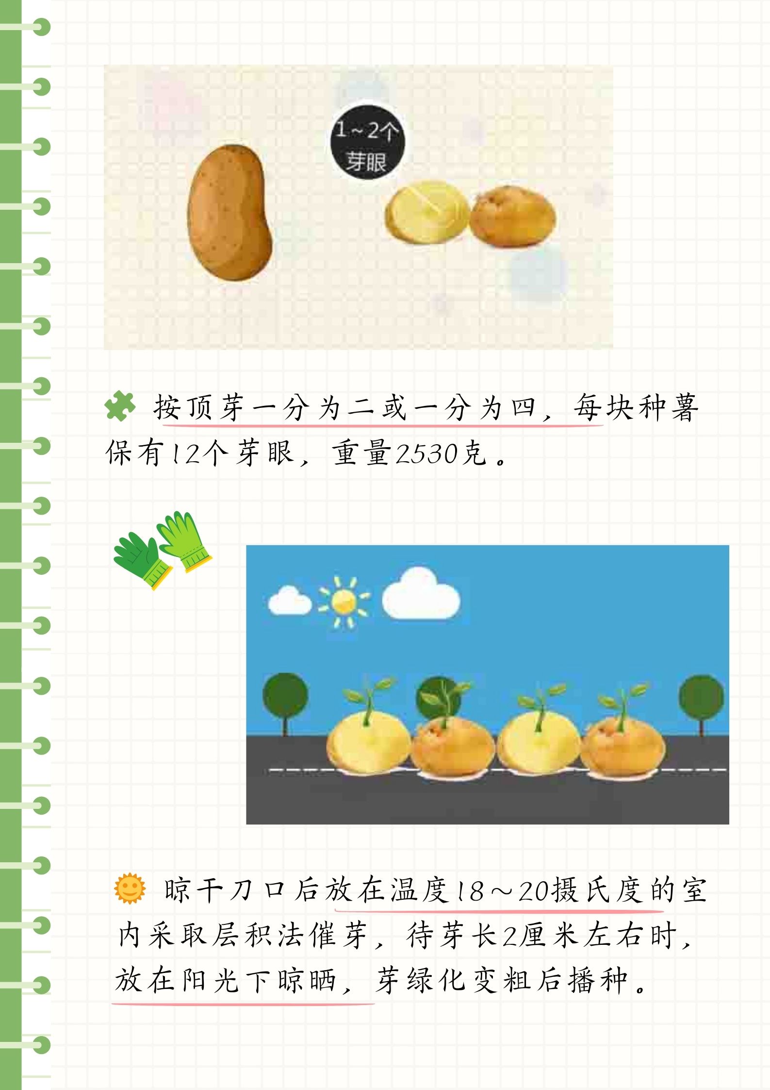 地瓜播种时间(地瓜的播种时间)
