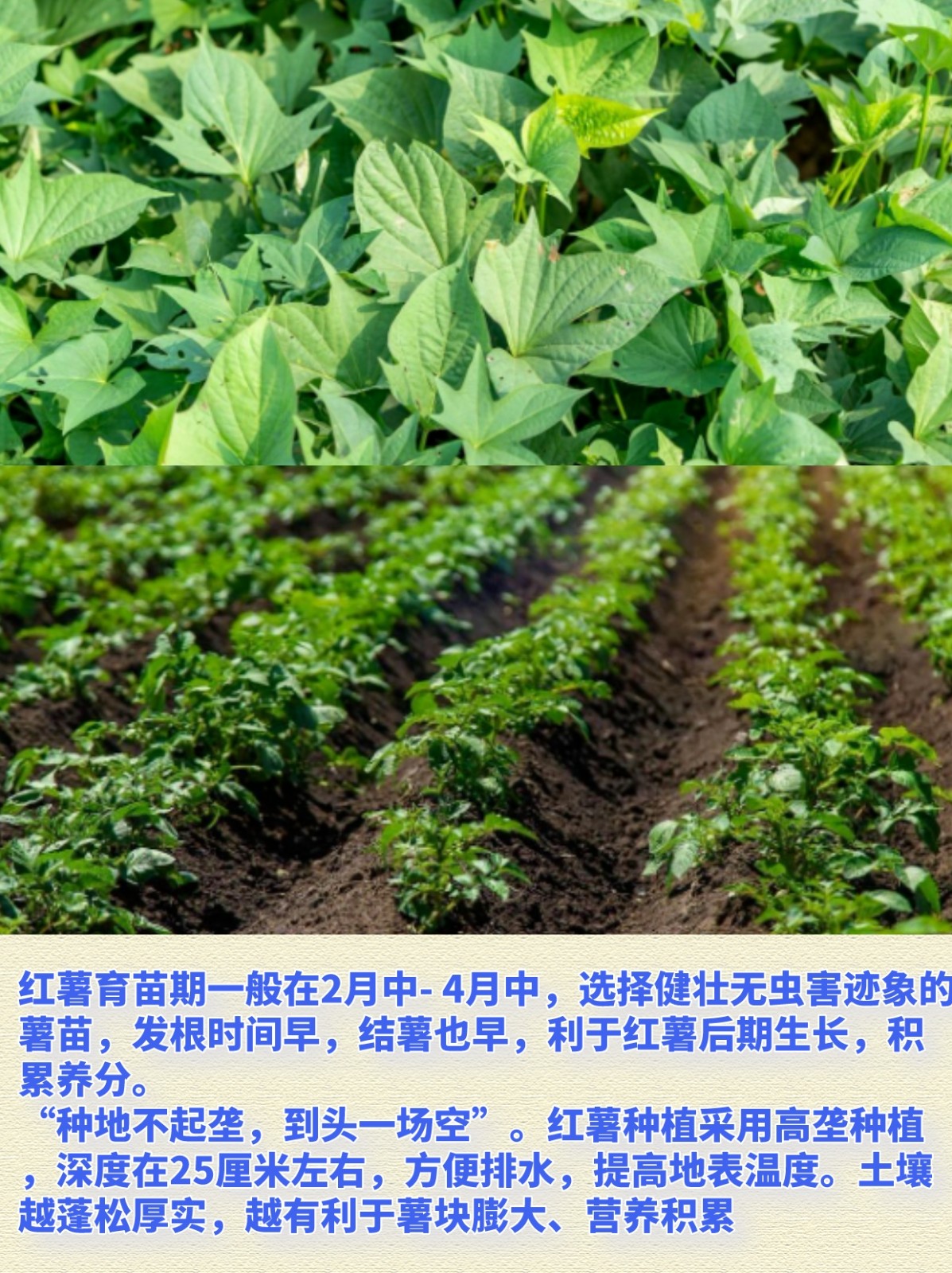 地瓜播种时间(地瓜的播种时间)