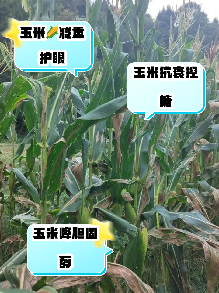 爆裂玉米可以再次种植吗(爆裂玉米可以再次种植吗视频)