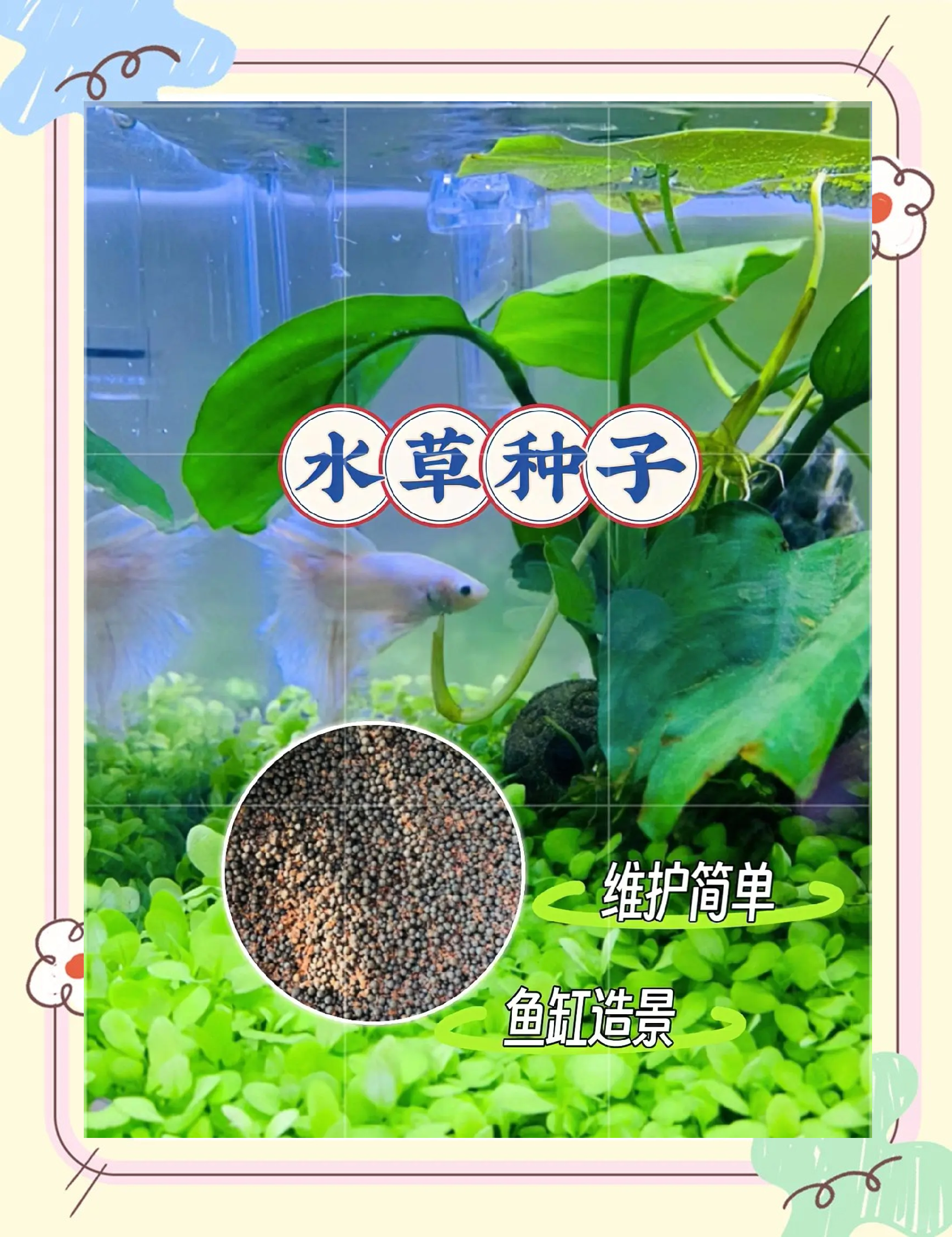 水草子种植方法(水草子的种植视频教程)