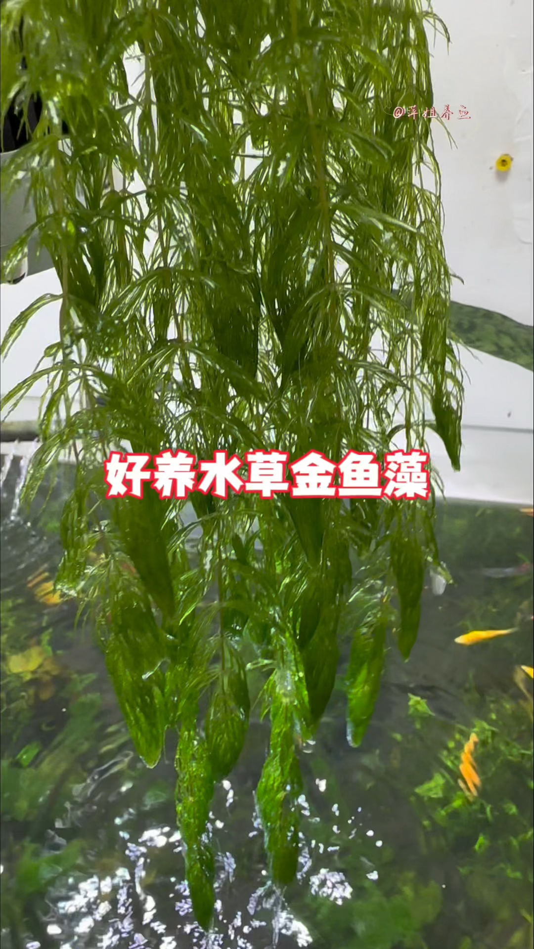 水草子种植方法(水草子的种植视频教程)