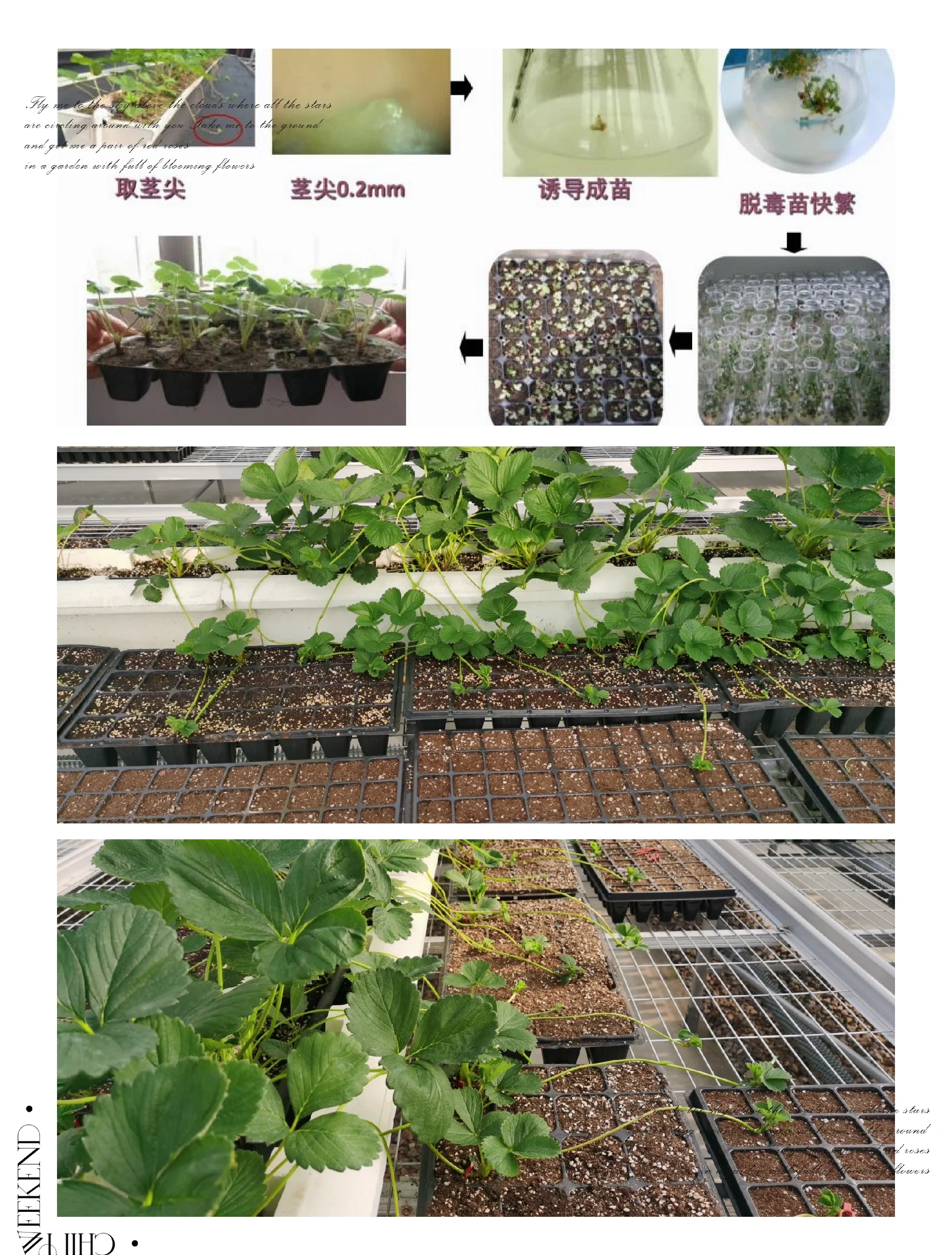 草莓怎么取种(草莓怎么取种育苗)
