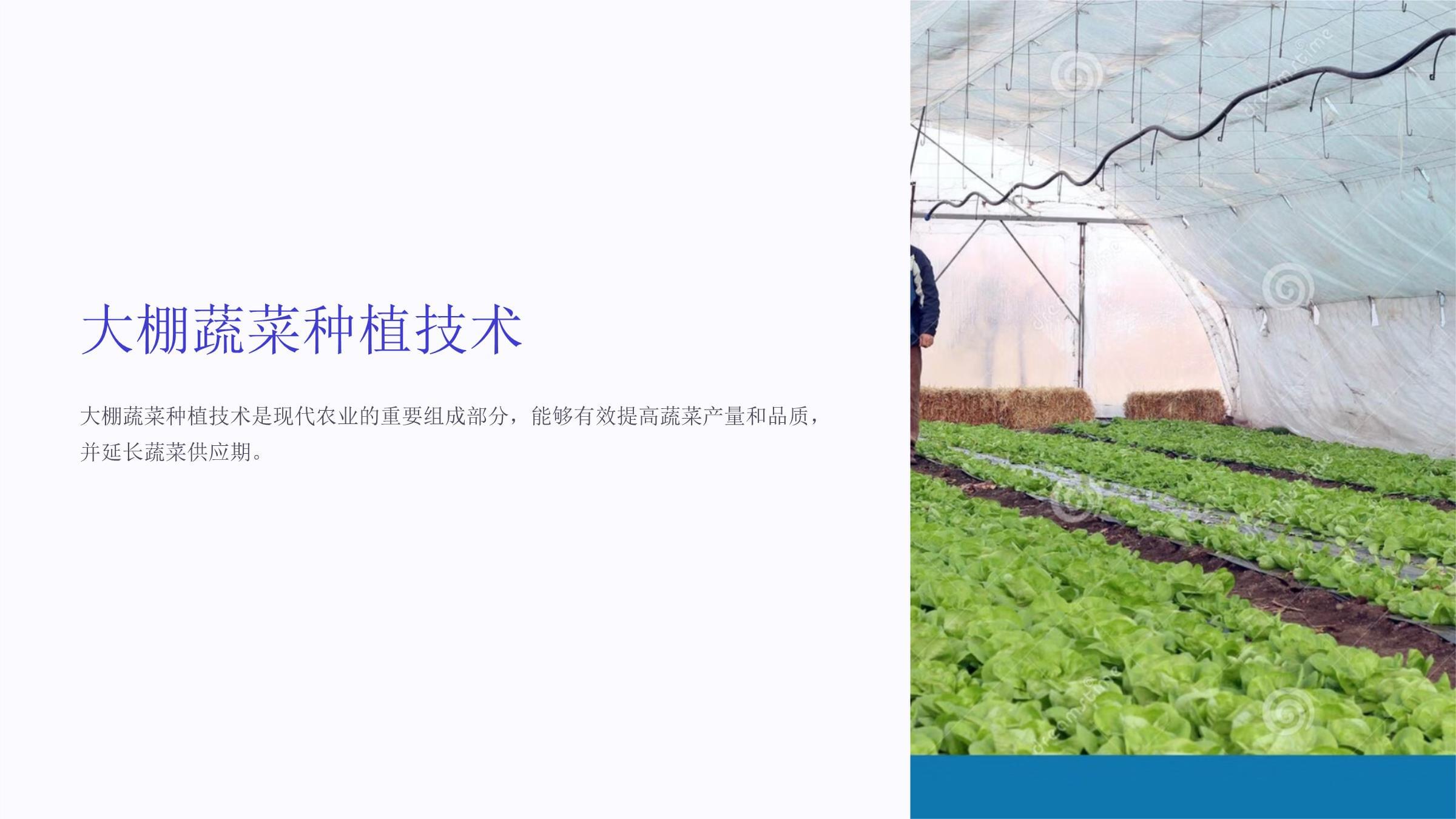 青菜种植技术与管理(青菜种植技术和种植时间)