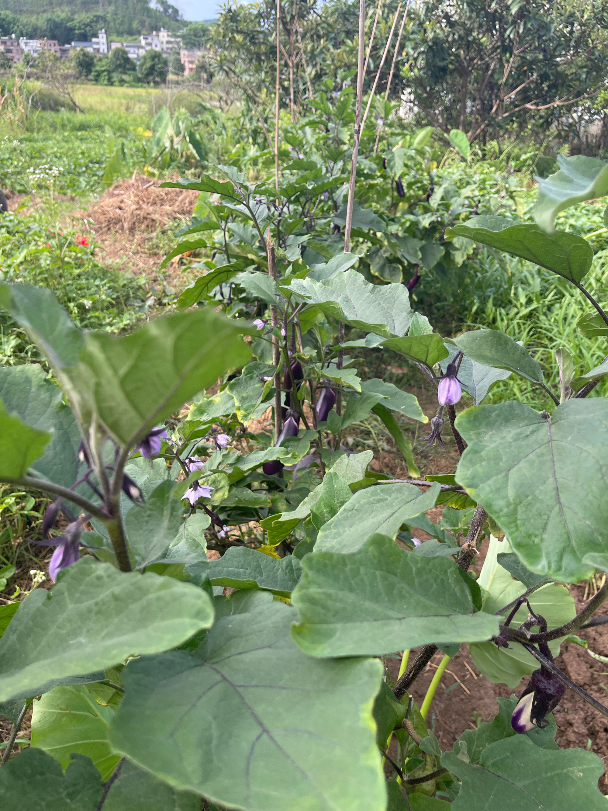 冬季茄子种植管理技术(冬季茄子种植管理技术与管理)